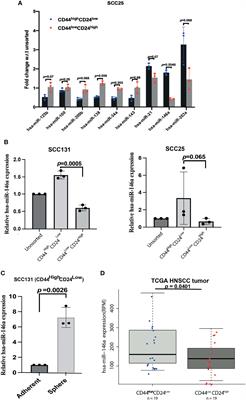 MiRNA-146a/AKT/β-Catenin Activation Regulates Cancer Stem Cell Phenotype in Oral Squamous Cell Carcinoma by Targeting CD24